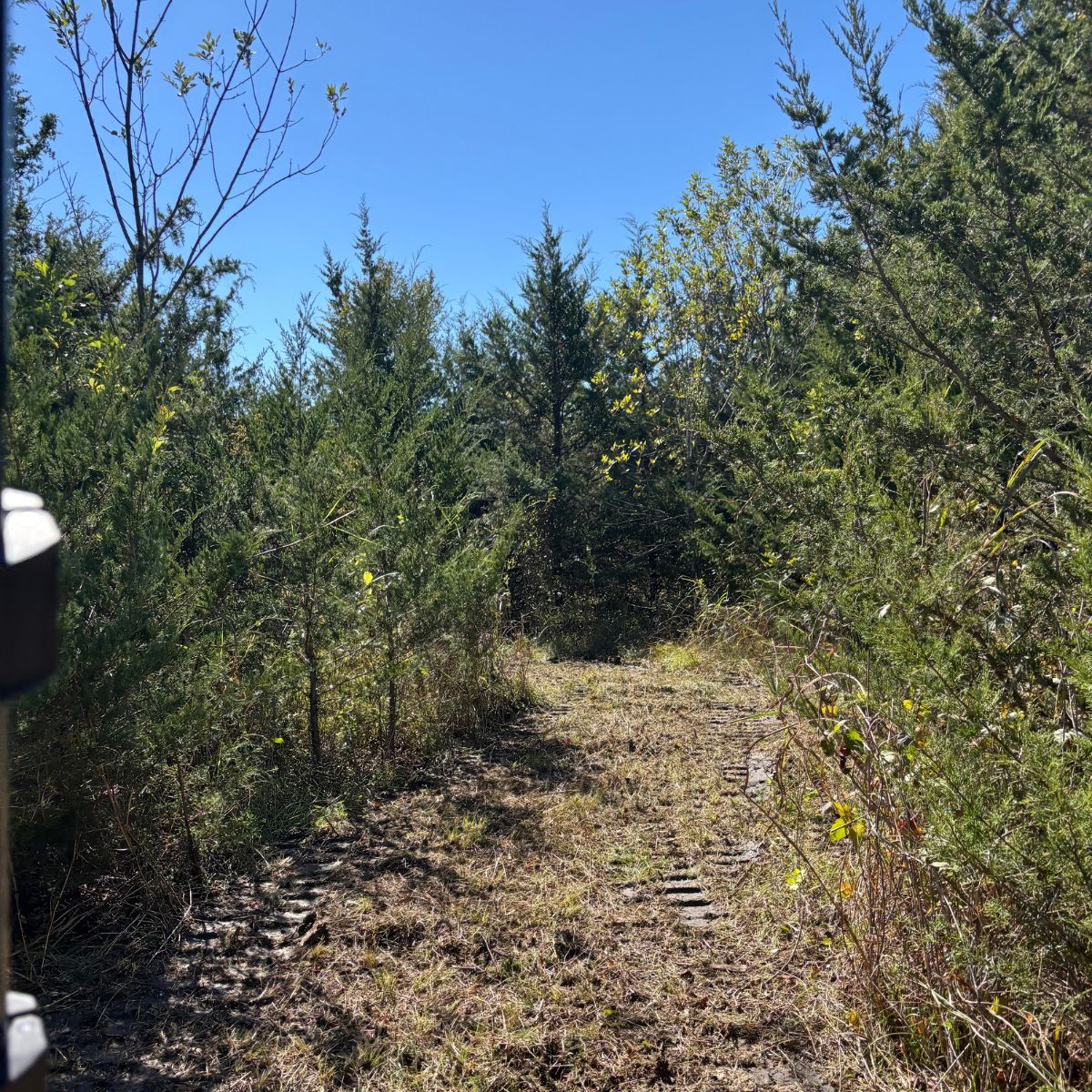 after photo of land that had been mulched to create deer hunting lanes in Lamar County, Texas