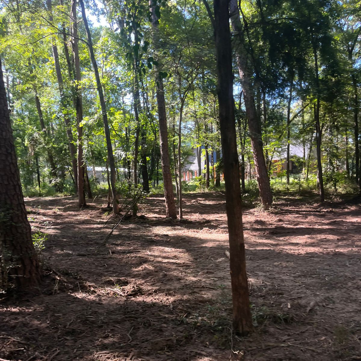 after photo of a lot that had been mulched and cleaned in Lake Cypress, Texas