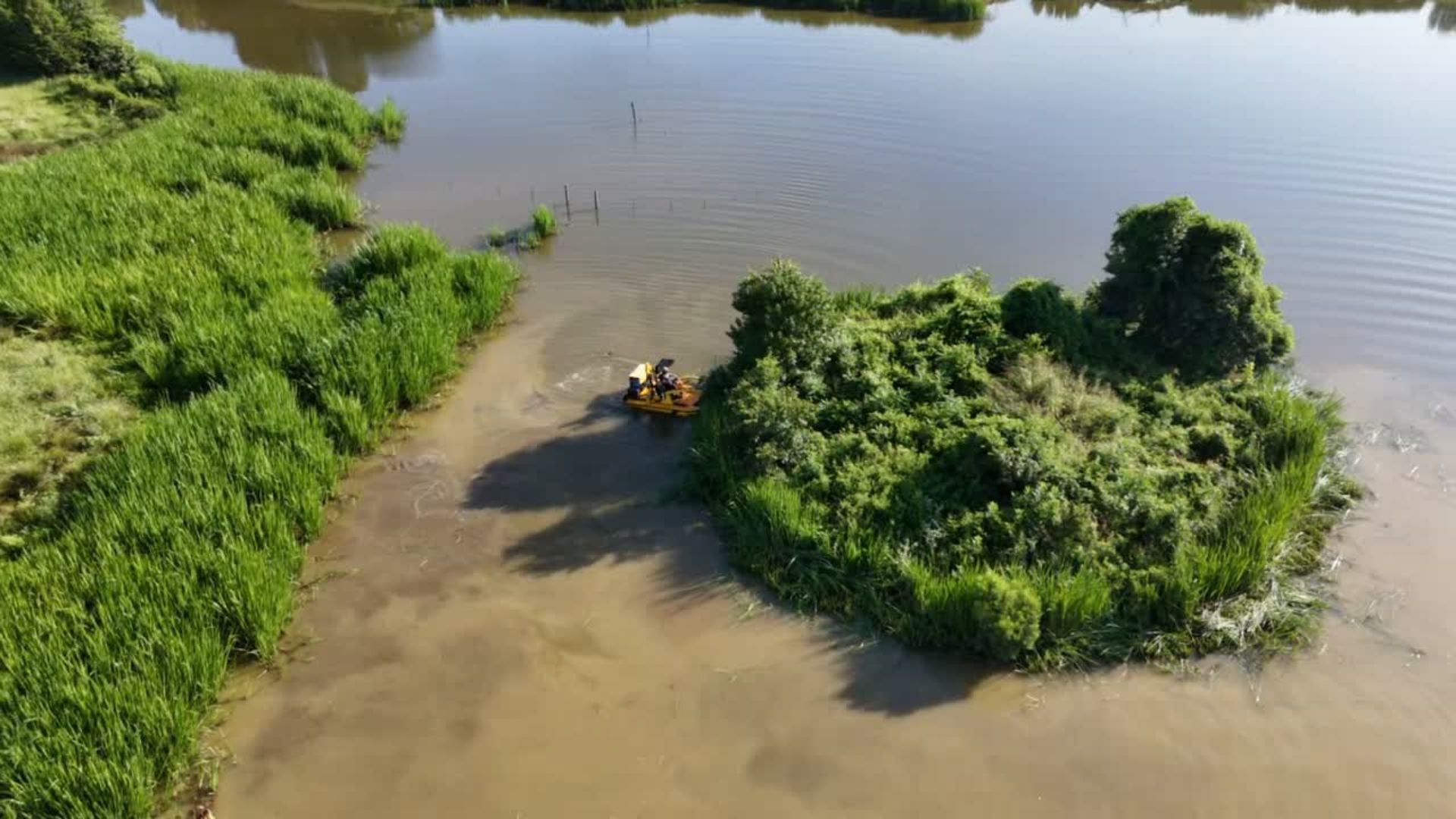 Cleaning cattails on a lake in Paris, Texas